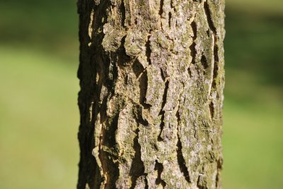 Celtis occidentalis - břestovec západní - borka